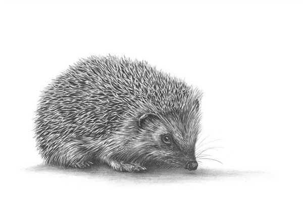 Hedgehog II by Nolon Stacey