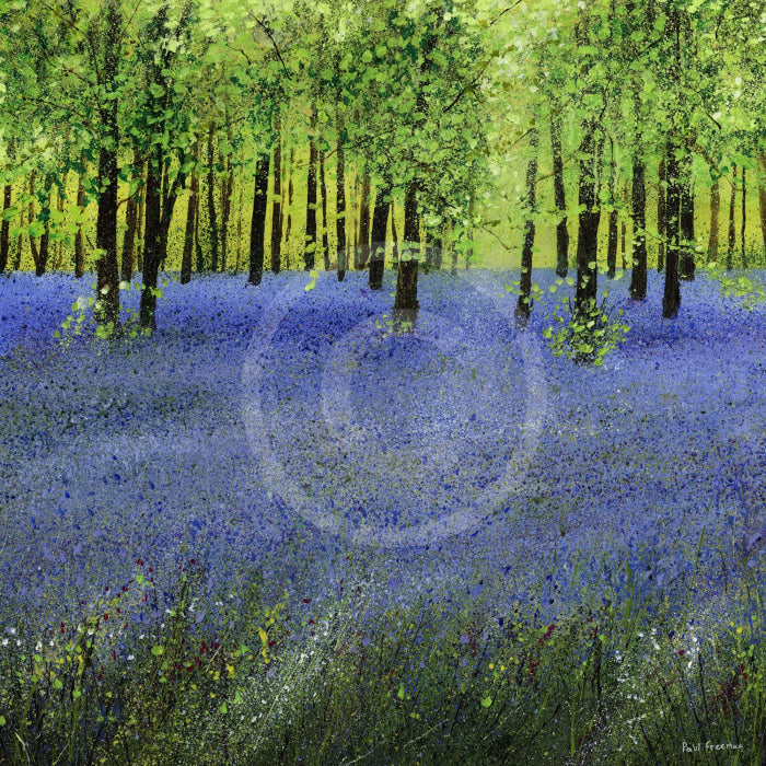 A Carpet of Bluebells GICLEE PRINT by Paul Freeman