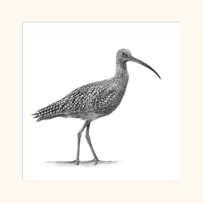 Curlew II by Nolon Stacey mounted