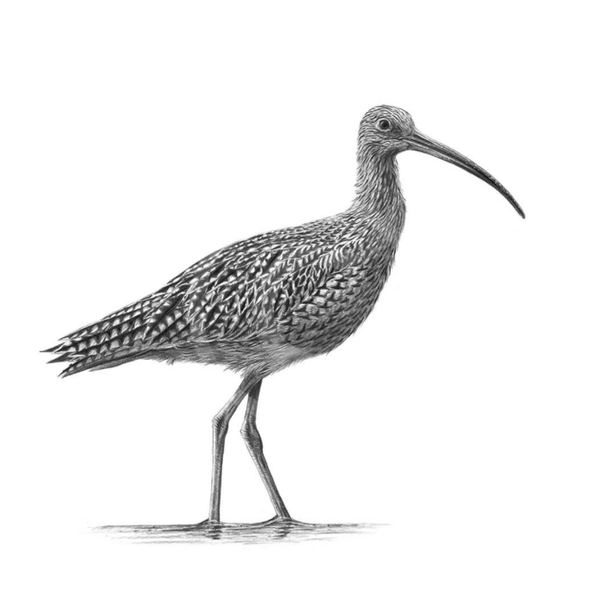 Curlew II by Nolon Stacey