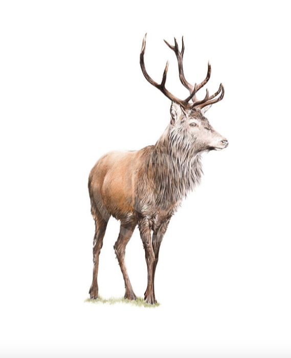 Fiadh Ruadh (Stag) by Nicola Gillyon