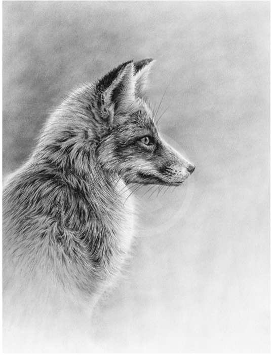 Fox Profile II by Nolon Stacey