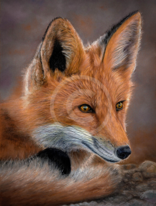 Frieda (Fox) by Janine Lees