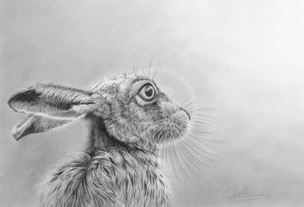 Gazing Hare By Nolon Stacey