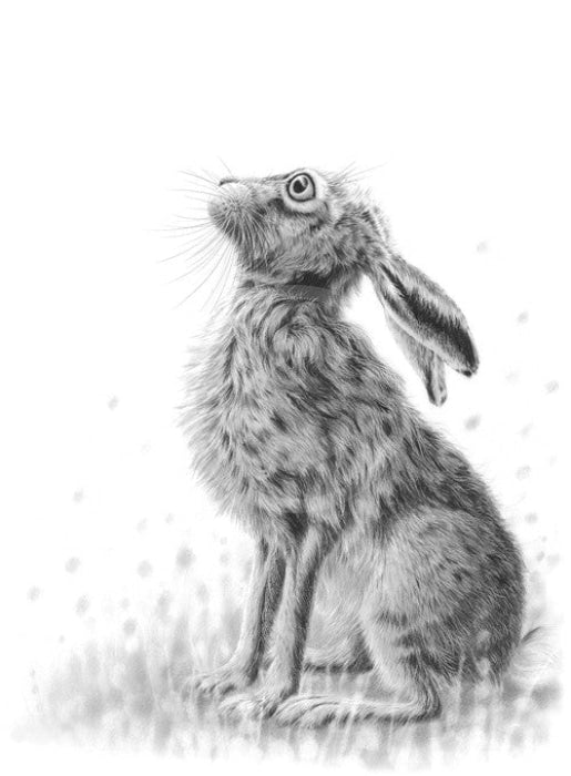 Gazing Hare Ii By Nolon Stacey