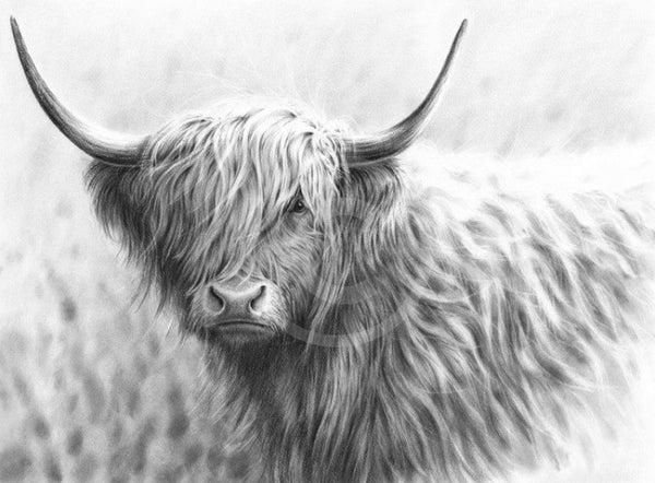 Highland Cow Iv By Nolon Stacey