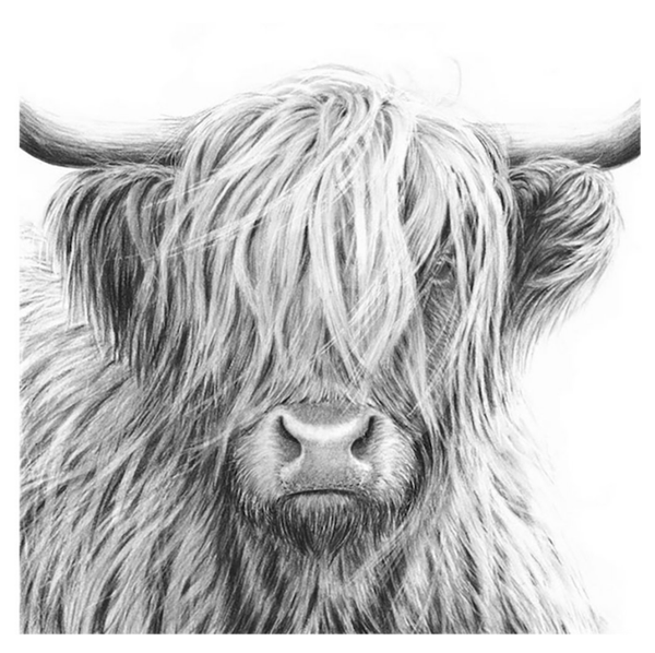 Highland Cow V by Nolon Stacey (square)