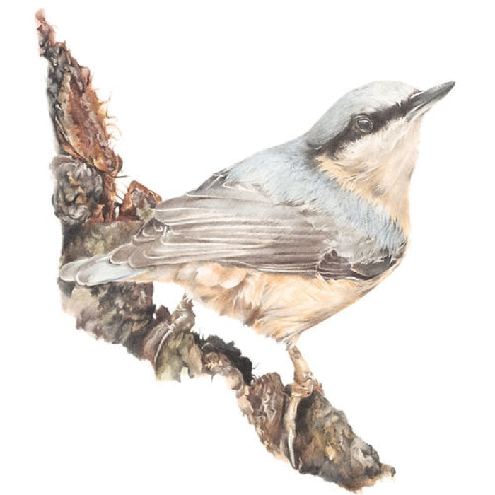 Mud Dabbler, Nuthatch Bird by Nicola Gillyon