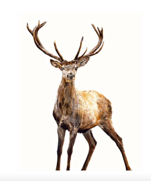 Prince Of The Glen  (Stag) by Nicola Gillyon