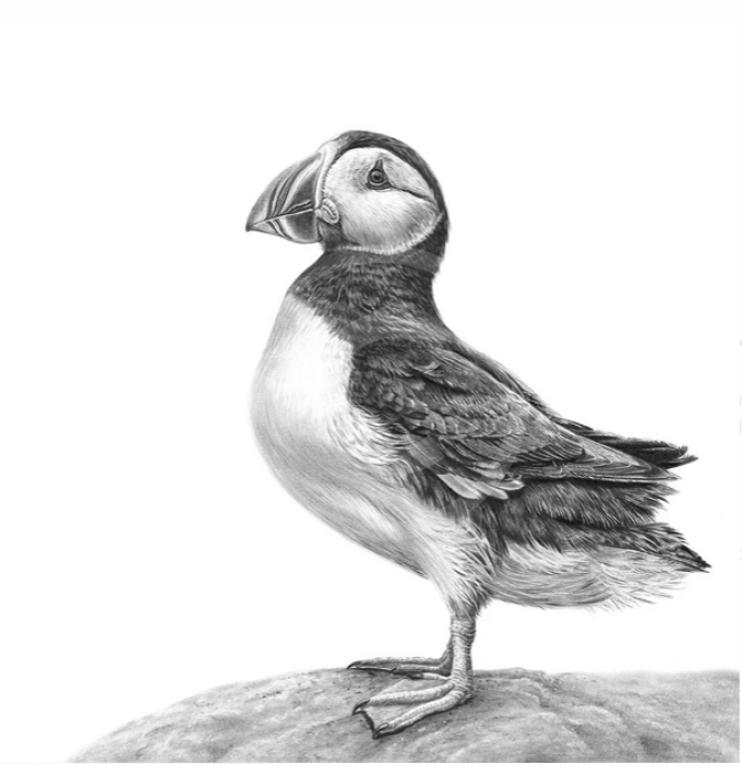 Puffin by Nolon Stacey Artist Remarque