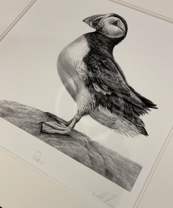 Puffin By Nolon Stacey Artist Remarque