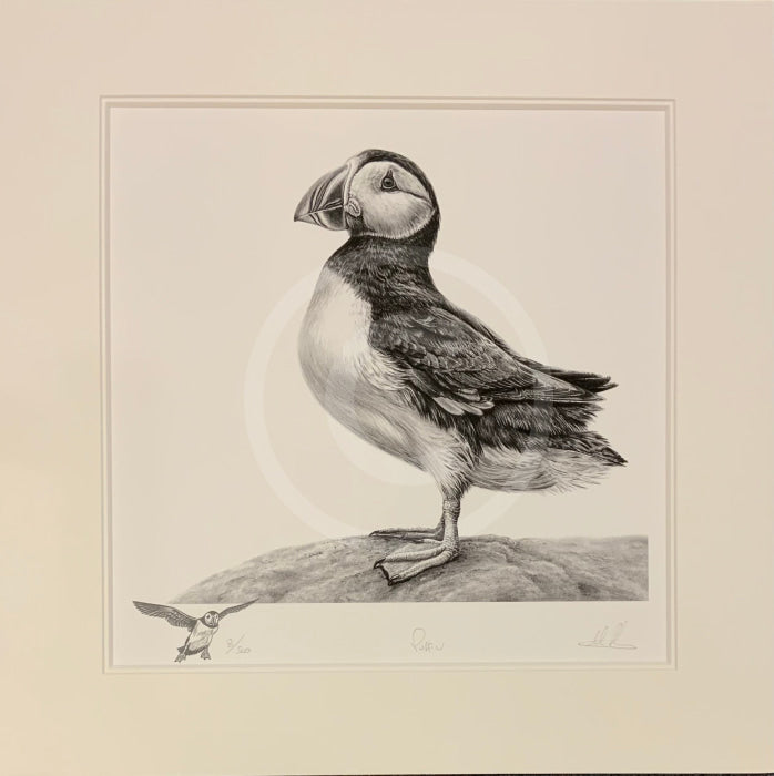 Puffin By Nolon Stacey Artist Remarque