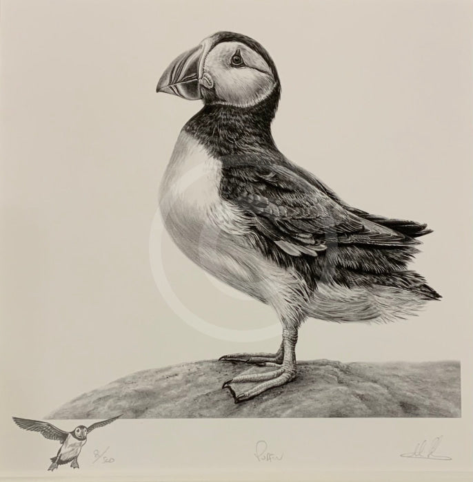 Puffin By Nolon Stacey Artist Remarque