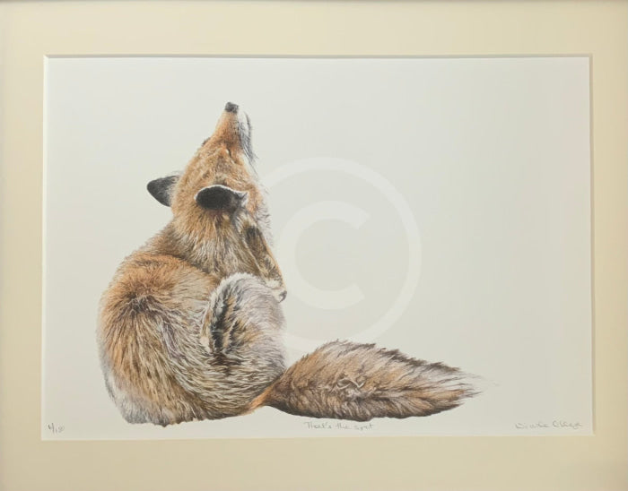 That’s The Spot Red Fox By Nicola Gillyon Mounted Art Print