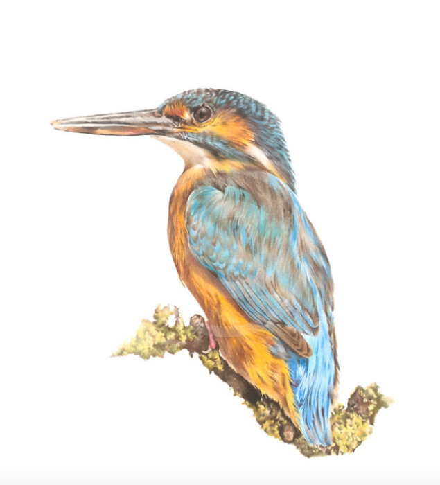 The Fishing King ( Kingfisher) by Nicola Gillyon