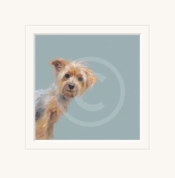 Yorkie by Nicky Litchfield